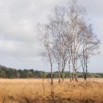 27. Landschotse Heide