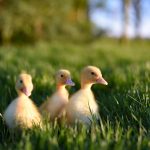 flock of yellow baby ducks in grass