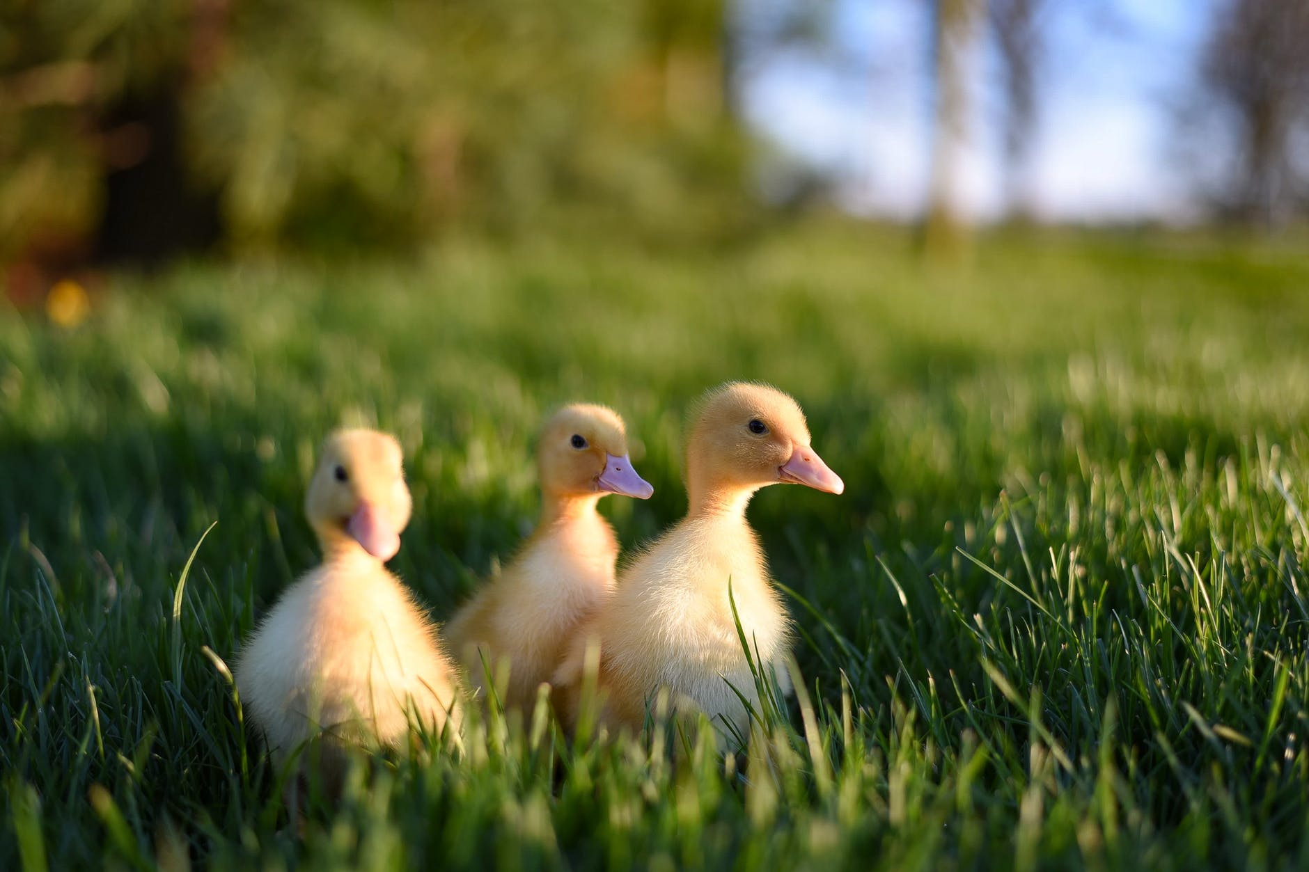 flock of yellow baby ducks in grass