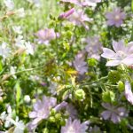 42. As in een doosje