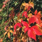 De week van 17 oktober