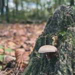 De week van 31 oktober