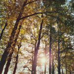 De week van 21 november