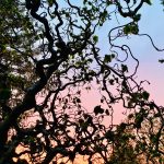 Favoriete foto’s van 2022