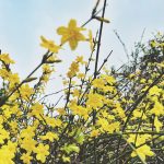 De week van 9 januari