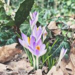 De week van 30 januari