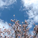 De week van 20 maart