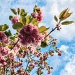 De week van 24 april