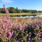 De week van 7 augustus