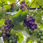 De week van 14 augustus