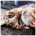 De week van 18 september