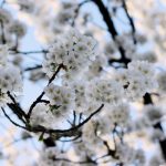 Week #11: badkamer-shoppen en lentebloesem