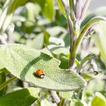 Week #10: in de lappenmand en een zonnetje