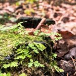 Week 50: richting het einde van het jaar