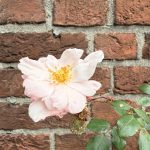 Door de week heen – week 38