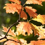 Door de week heen – week 40